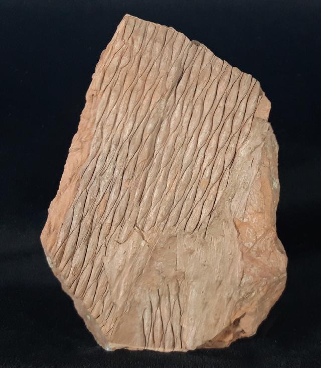 Sigillaria sp. BRONGNIART 1822 - Bild &copy; FossNet FossilienStore